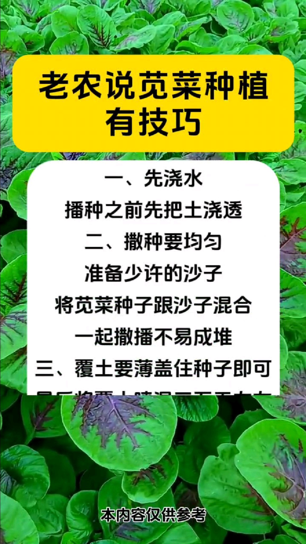 老农说苋菜种植有技巧