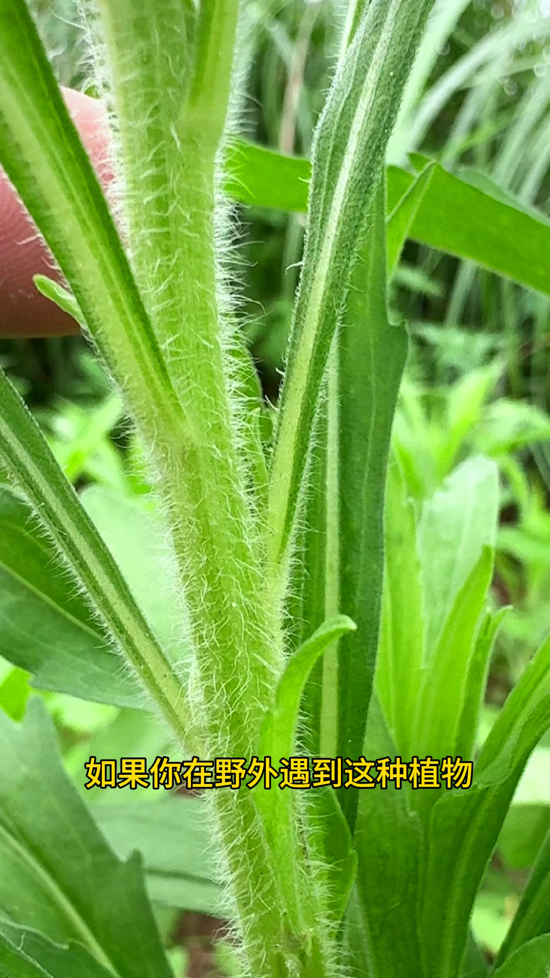 飞蓬草作用图片