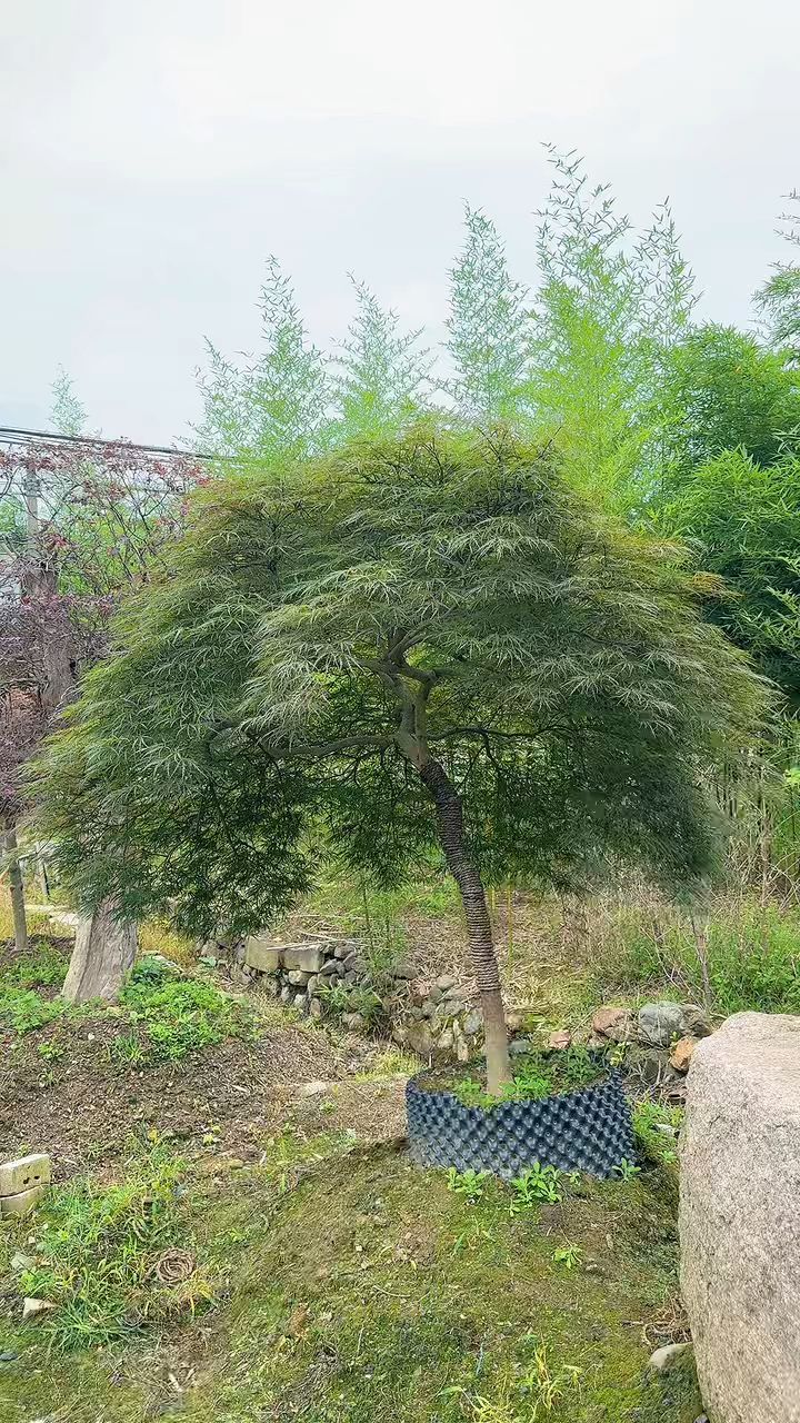 这棵国产羽毛枫,你觉得怎么样?造型好看,主要还便宜-度小视