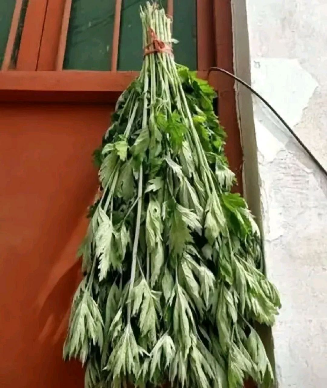 端午节,有门口挂艾草的习俗,据说可以辟xie.