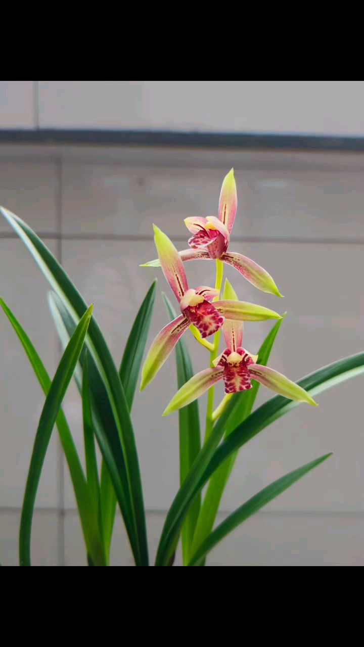 建兰铭品小国魂有花苞