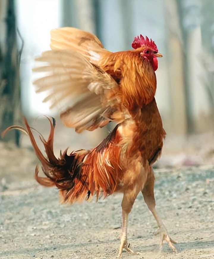 邻居报警称公鸡打鸣影响考生休息?民警将扰民公鸡买下