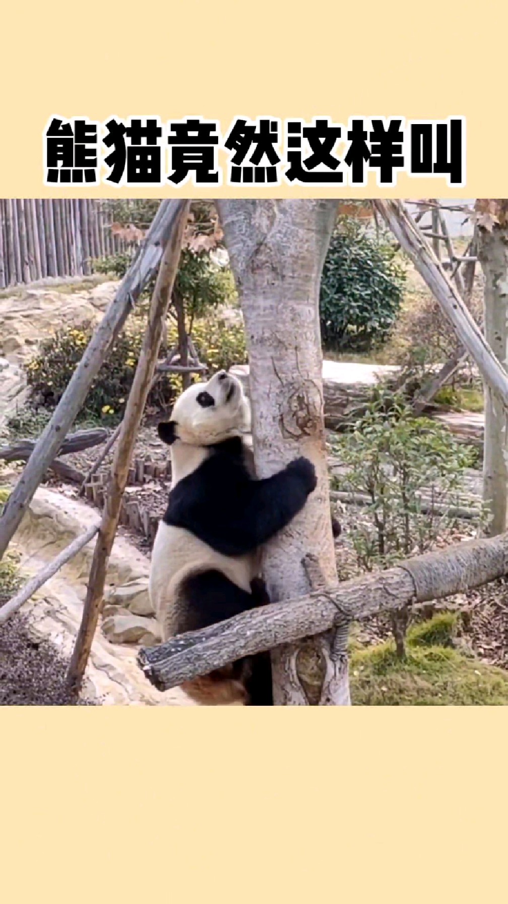 大熊猫的叫声,真的也太可爱了吧!