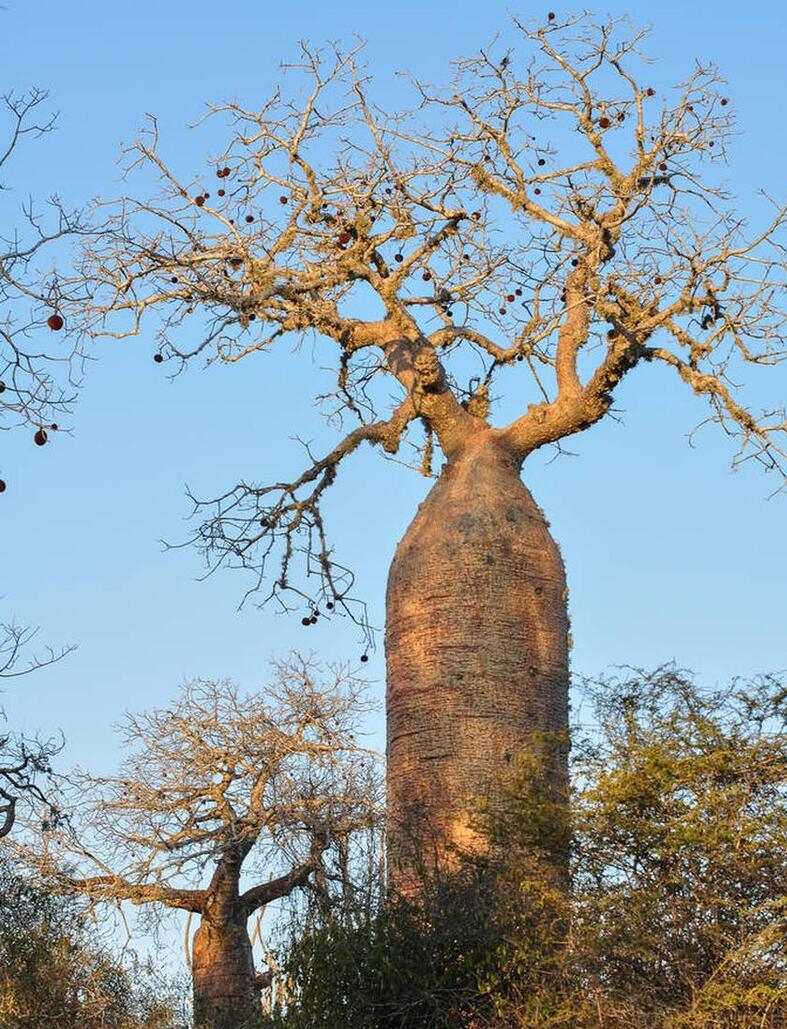 最大的猴面包树图片