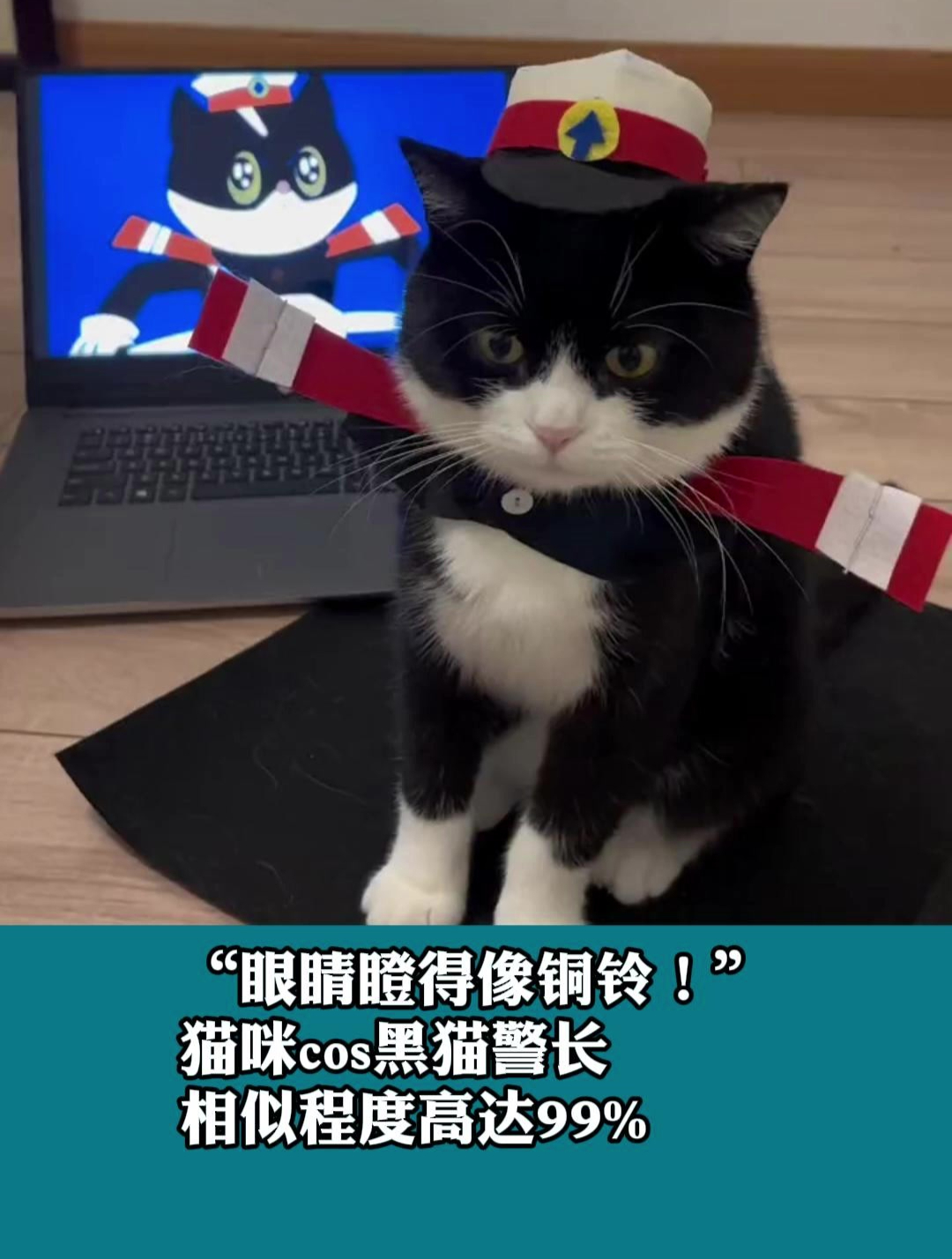猫咪cos黑猫警长 相似程度高达99%