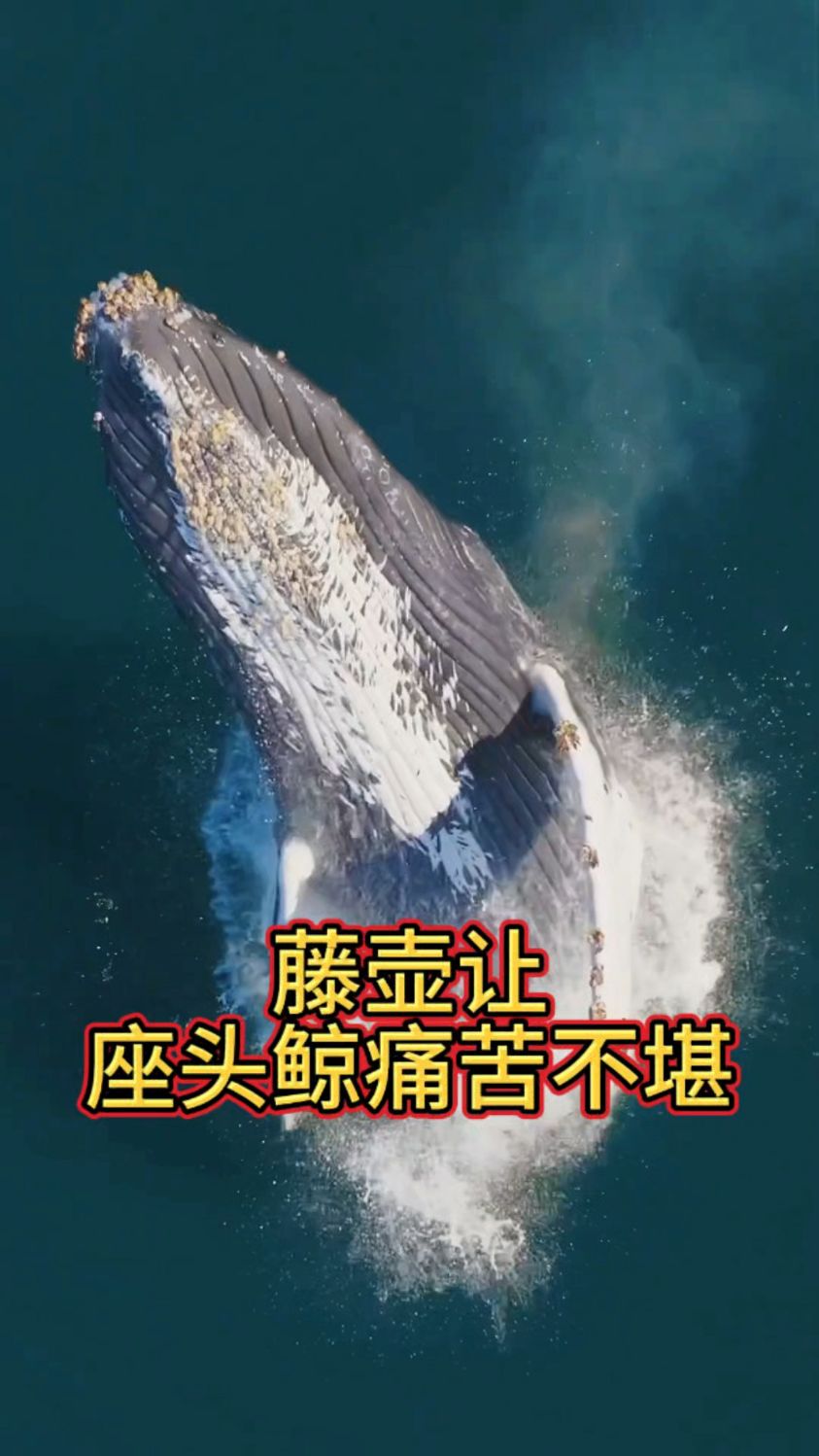 藤壶繁殖能力强,寄生在座头鲸身体上,让他们痛苦不堪