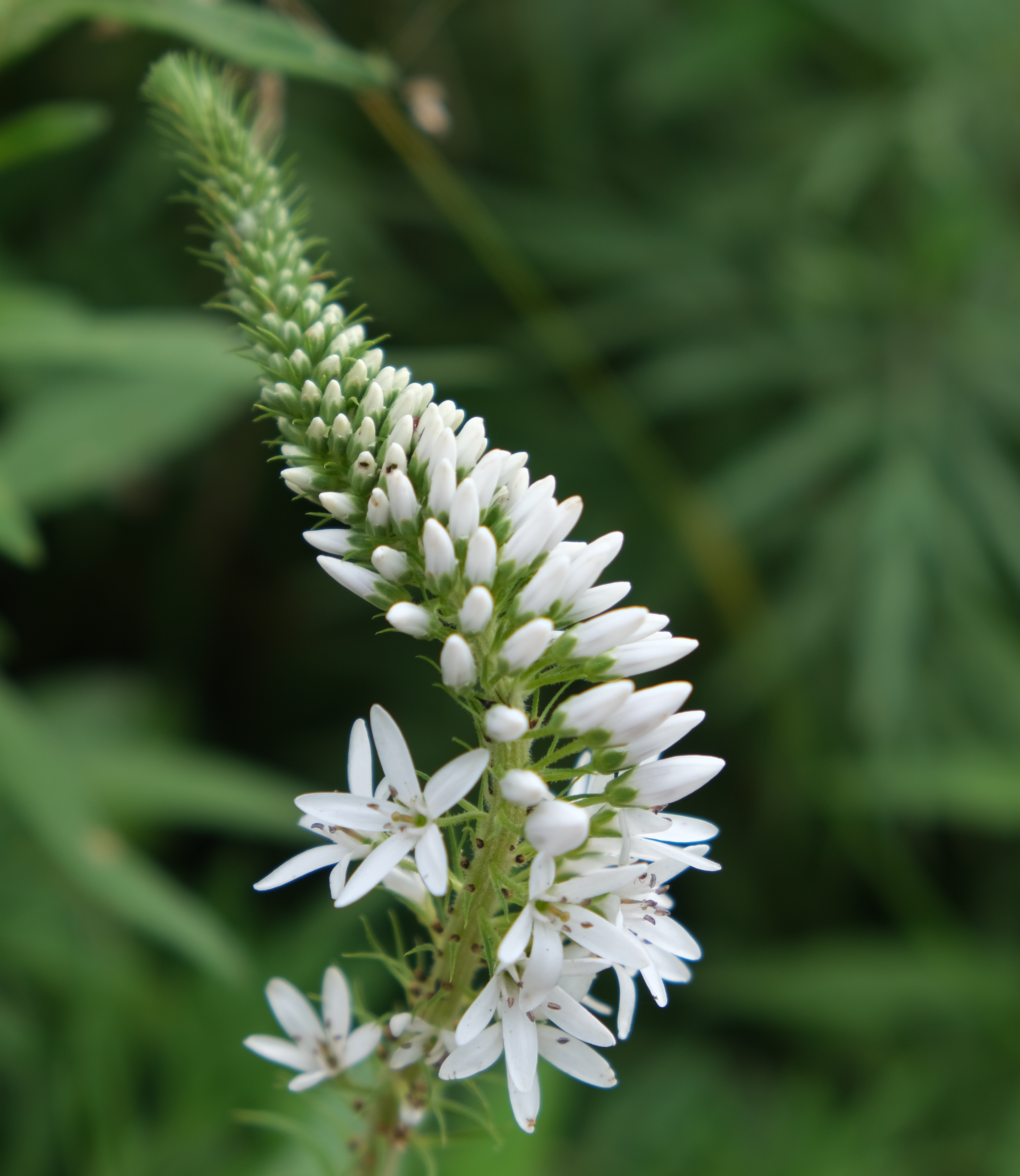 路边的野生植物,柔美婉约洁净串串小白花,因形状被称为狼尾巴花