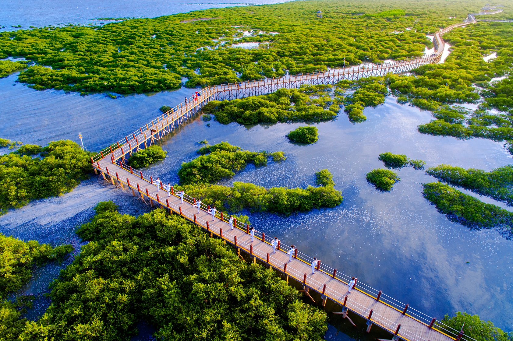 北海金海湾红树林景区图片