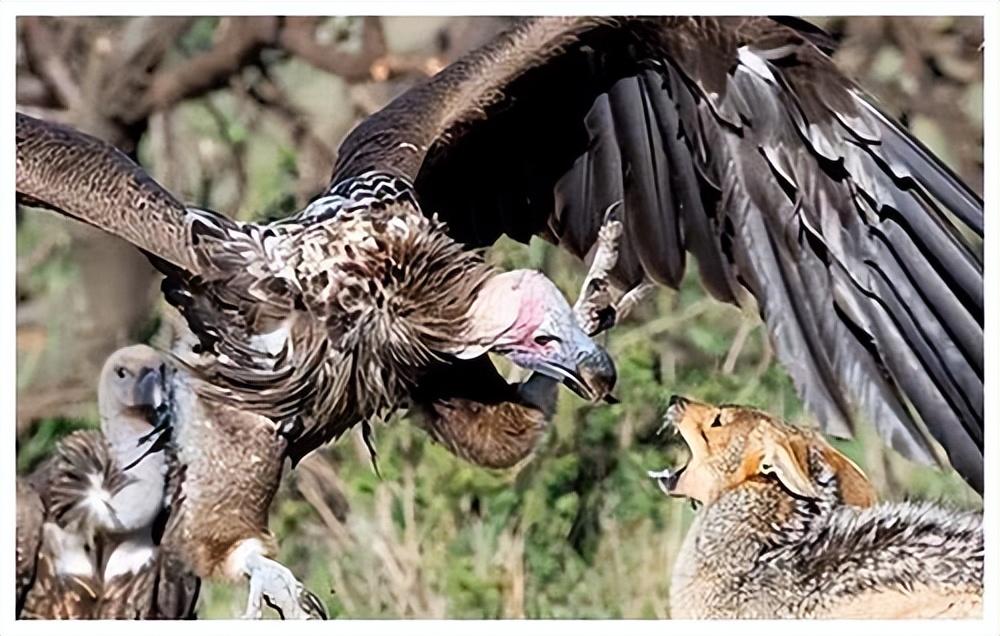 可可西里女飞学员迷幻投湖,女兵追查竟与饿狼咬伤有关|传奇