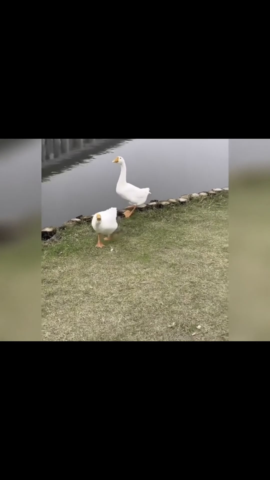 季枫忍不住抱头蹲下