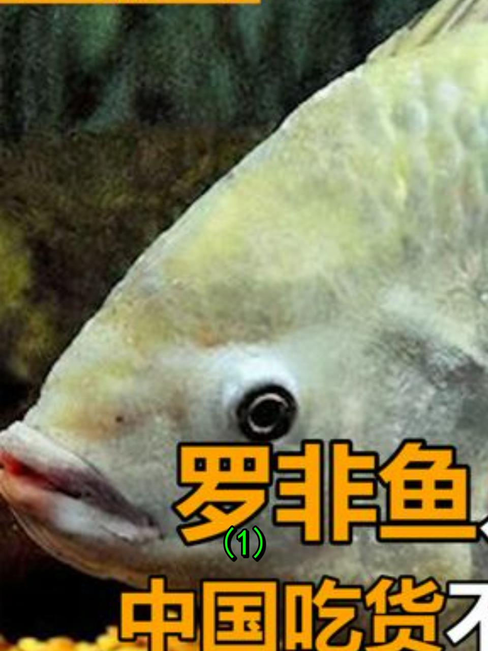 中国吃货拒之门外的鱼为何成为美国饕餮美食1