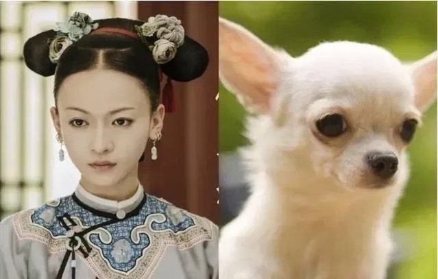 长相影响戏路,看吴谨言就知道了,魏璎珞出圈后被网友戏称吉娃娃