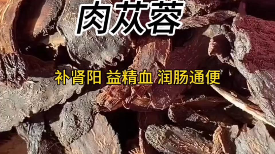 今日分享温补养生茶-肉苁蓉