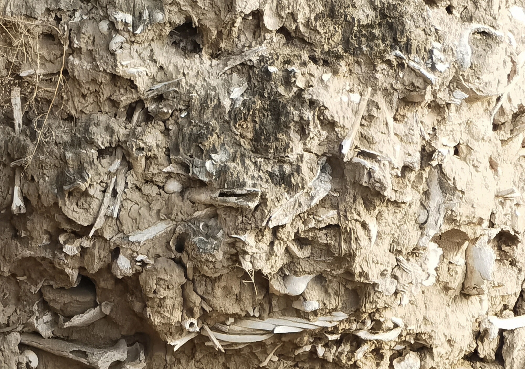 山西稷山县有处1400多年前的"万人坑",位于玉璧城遗址黄土断崖上,层