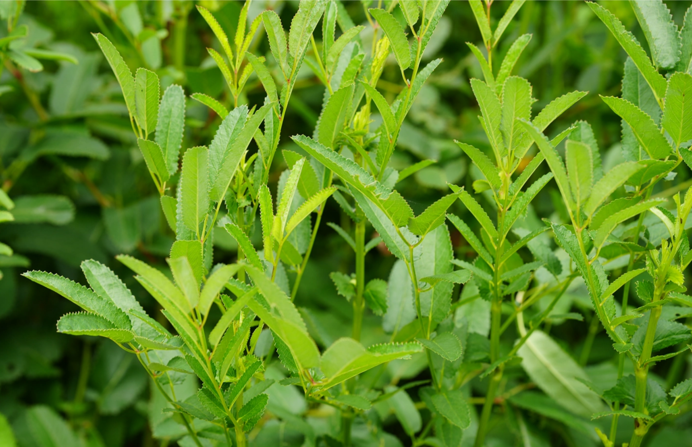 地榆:嫩叶是野菜,根是传统中药材