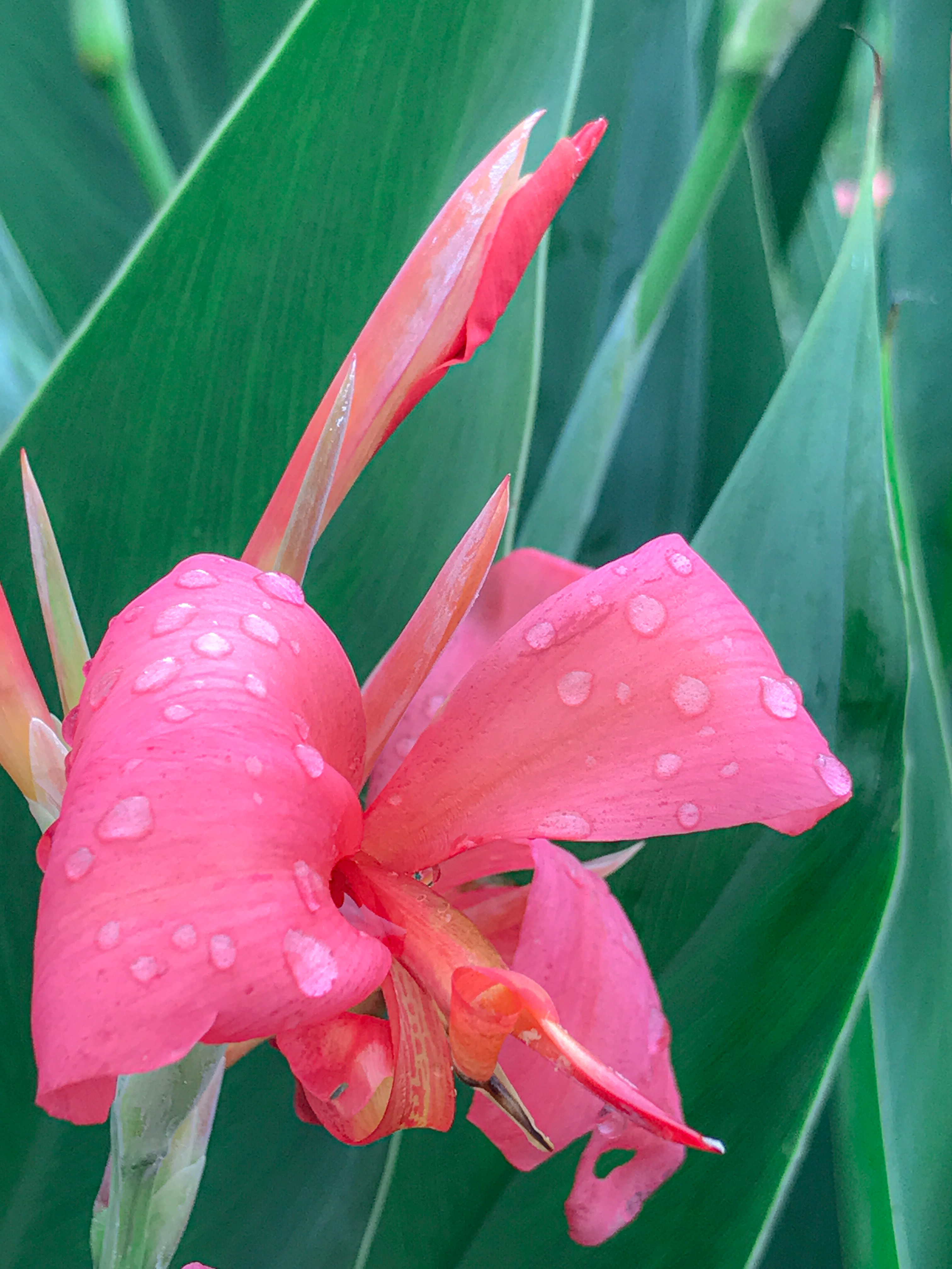 微风拂过,美人蕉轻轻摇曳,似乎在向天空诉说着雨后