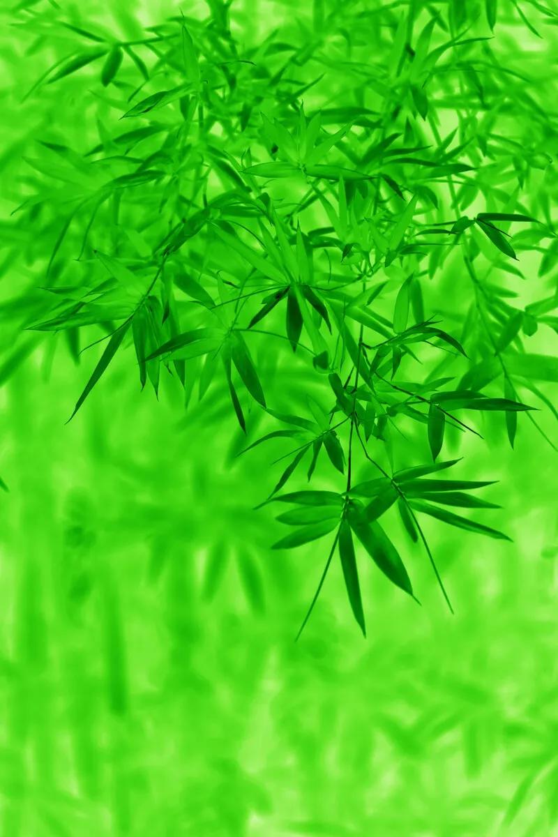 淡雅清新绿色壁纸,养眼超治愈!