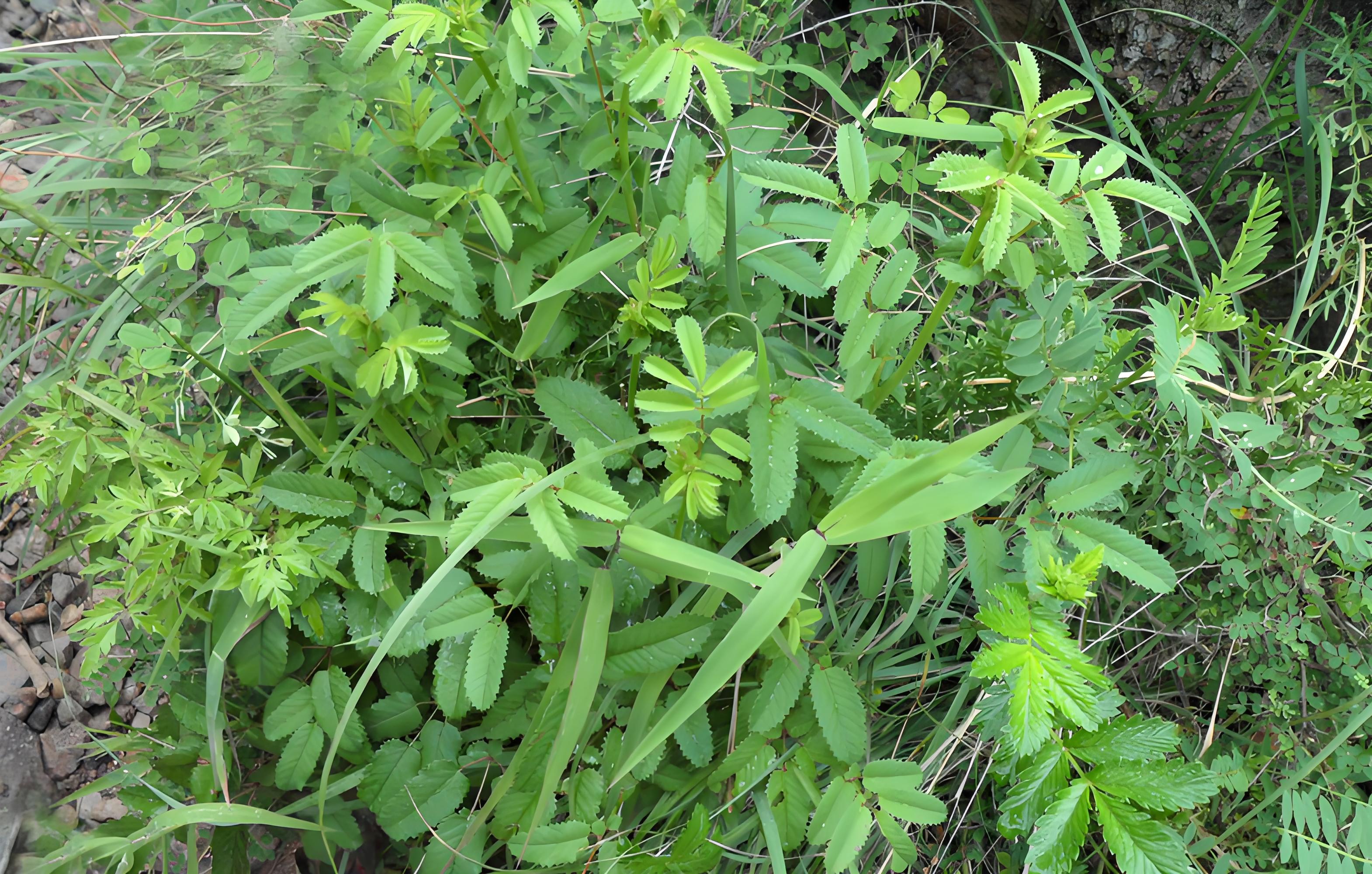 地榆:嫩叶是野菜,根是传统中药材