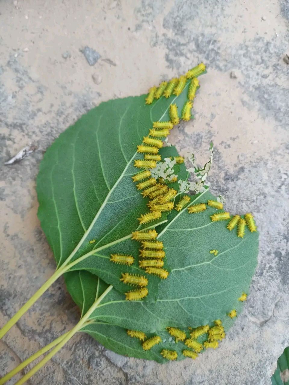 会蜇人的虫子图片图片