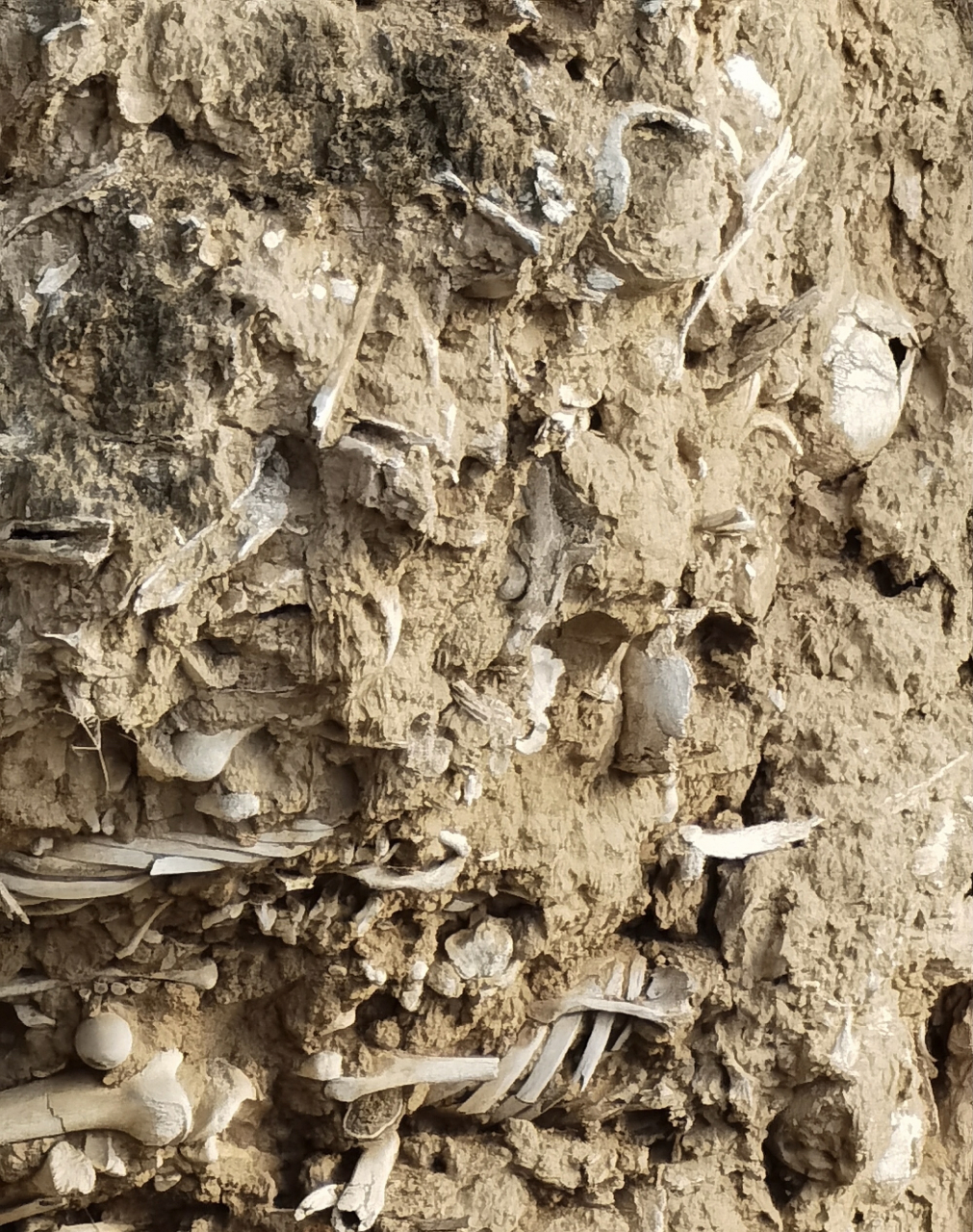 山西稷山县有处1400多年前的"万人坑",位于玉璧城遗址黄土断崖上,层