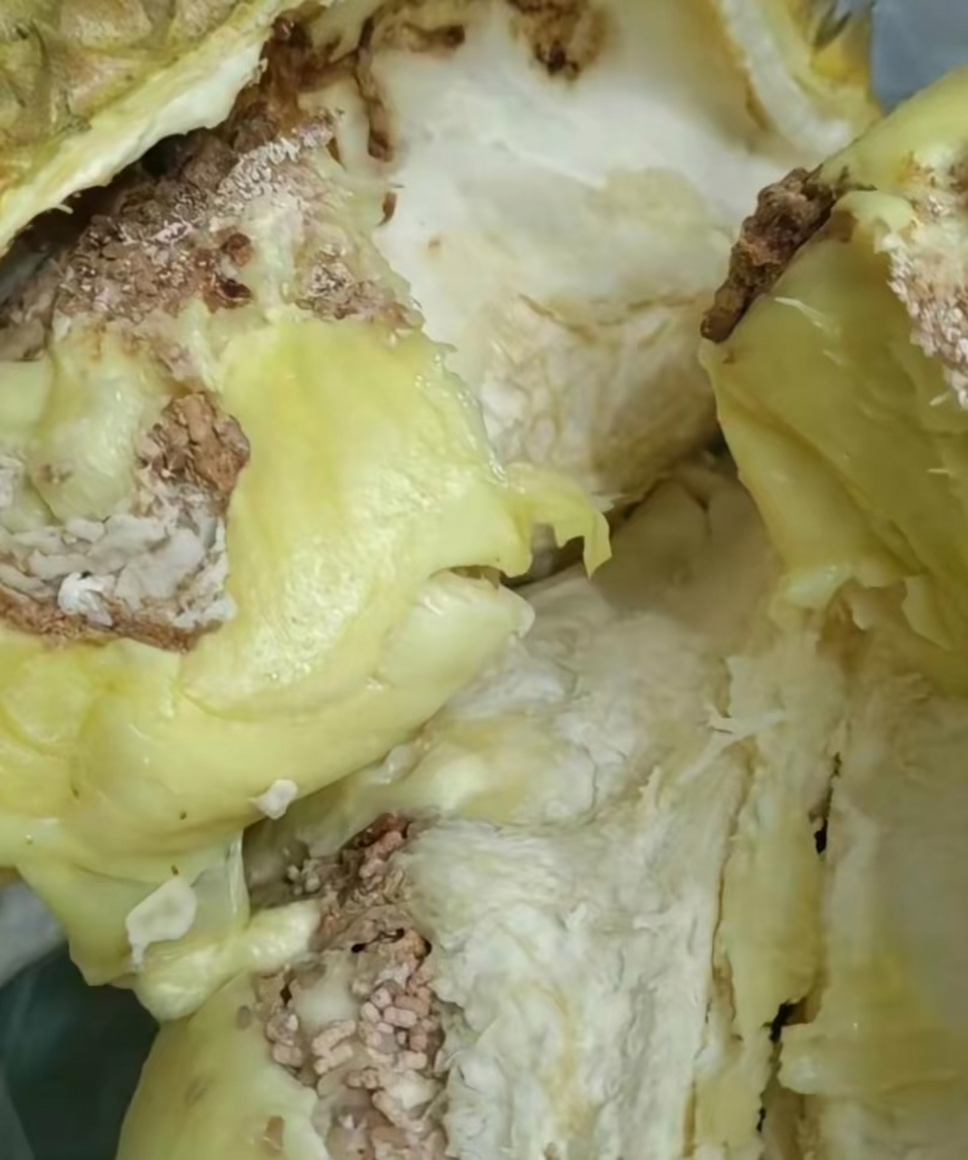 花了一百八买的榴莲,结果全是坏的