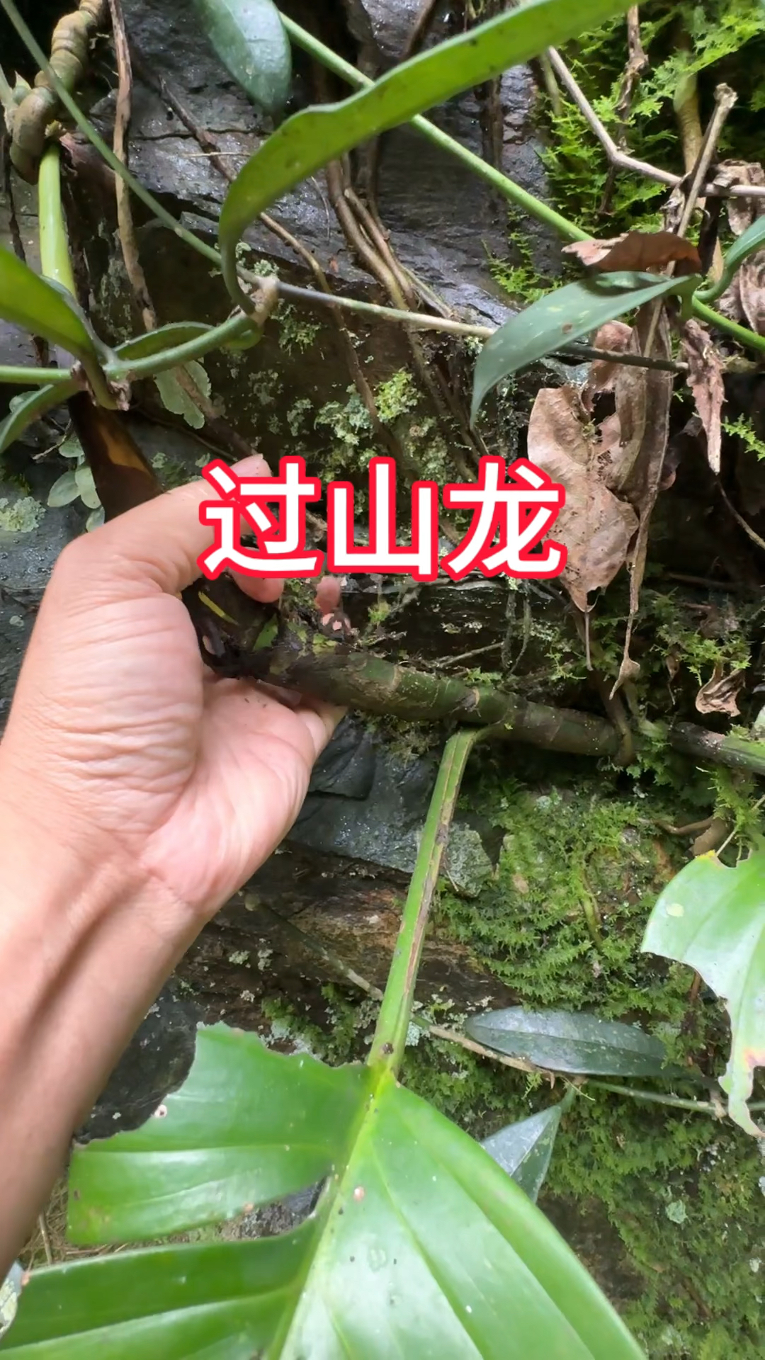 农村生活,一日一植物,过山龙