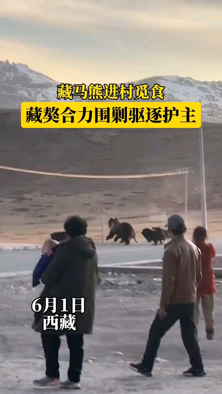 藏獒合力护主 驱逐藏马熊