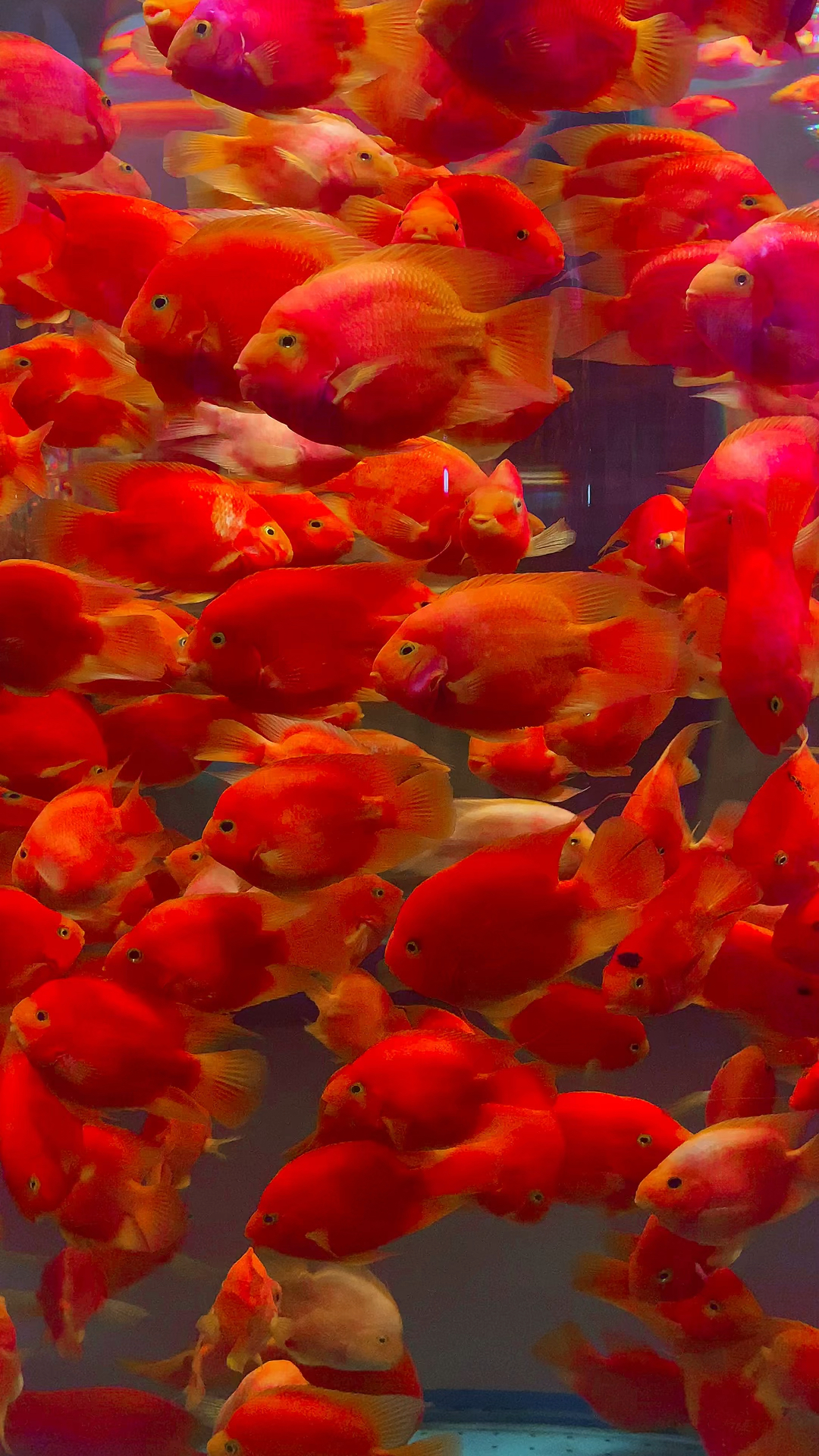 上周六去水族馆拍摄的红鲤鱼