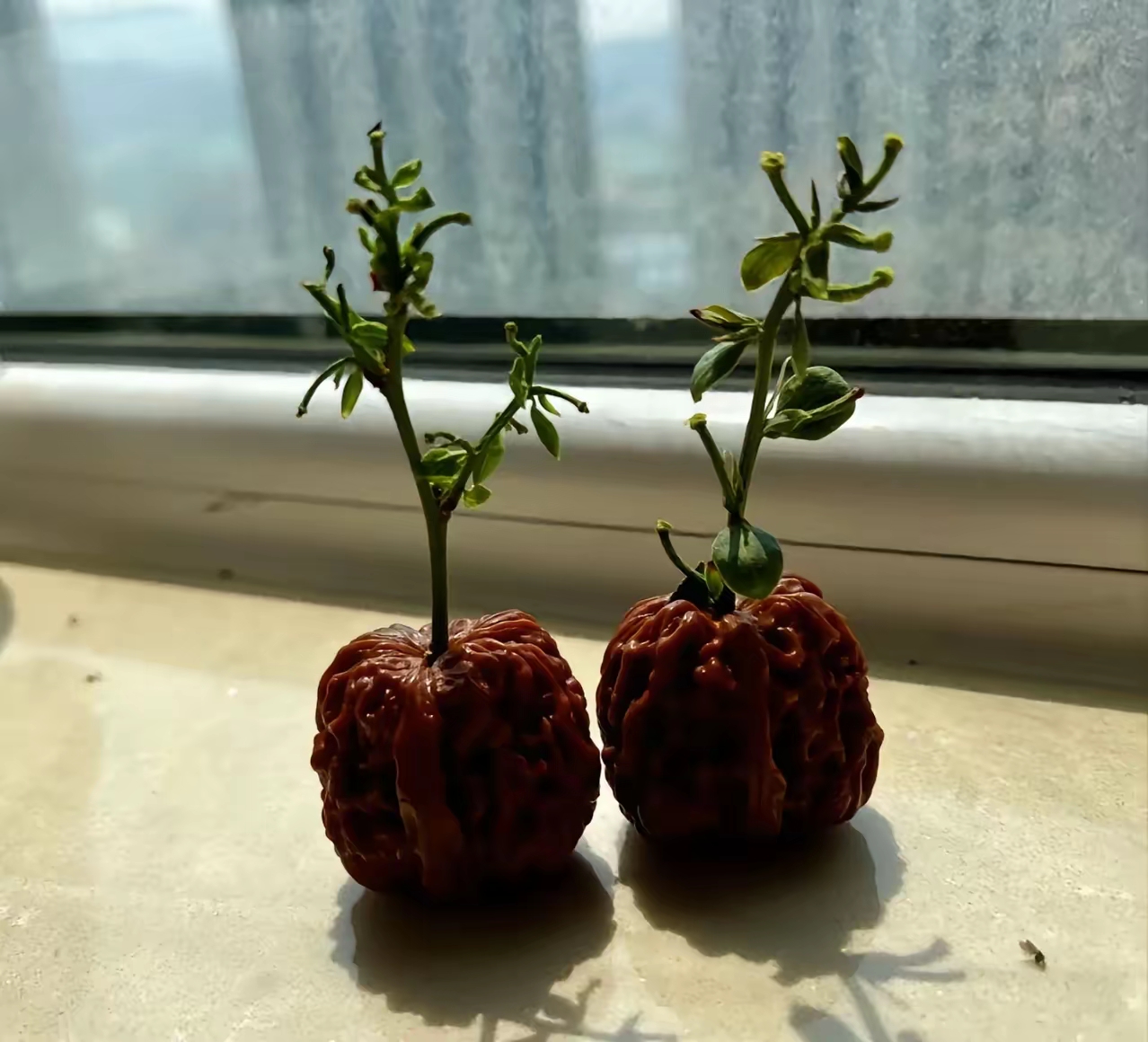 是不是还得给它浇浇水啊?你们盘的核桃也会这样吗?