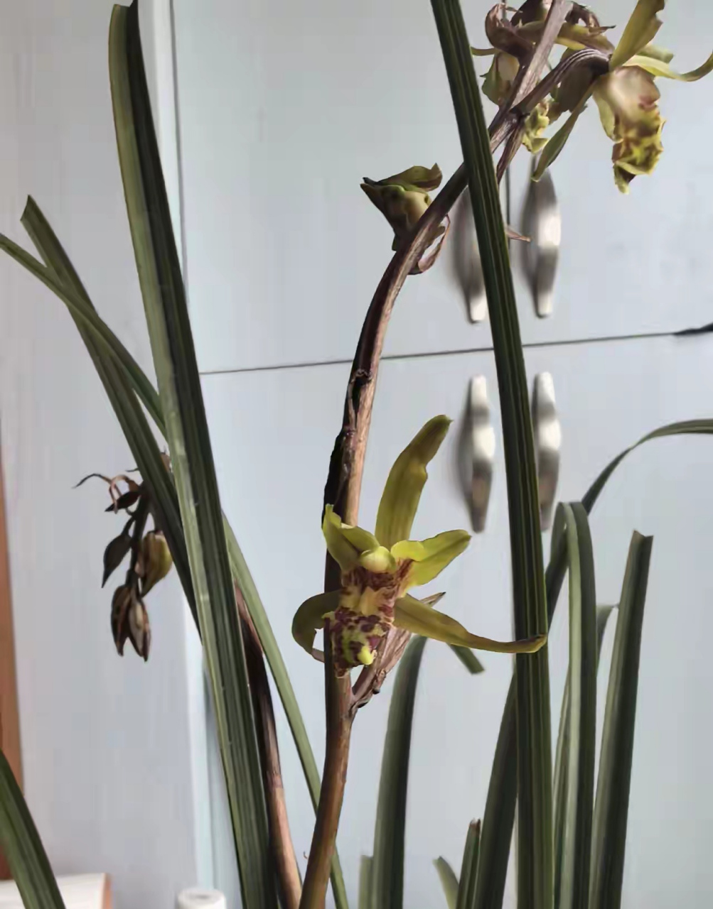 这两株兰花,据说能管一套百万的房,是不是被坑了?这是什么鬼花啊?