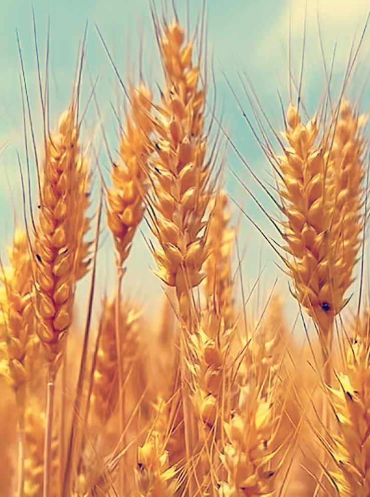 金色麦穗