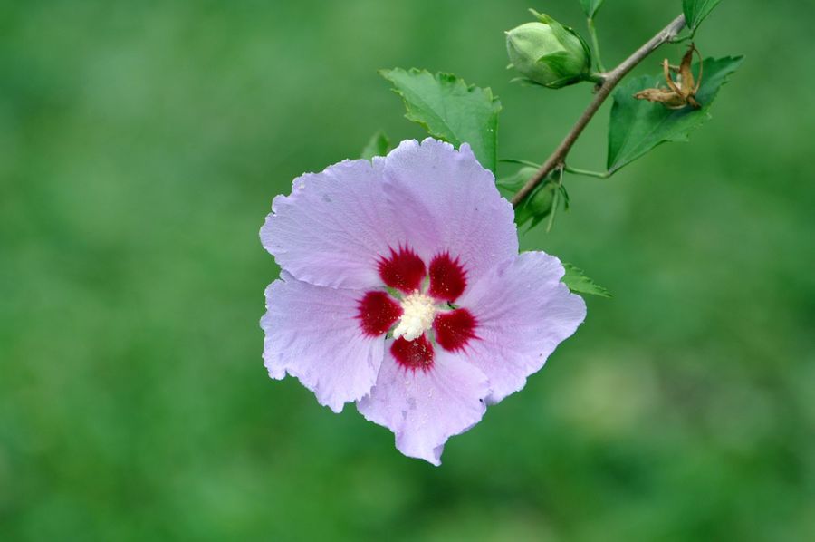 木槿花图片大全大图图片