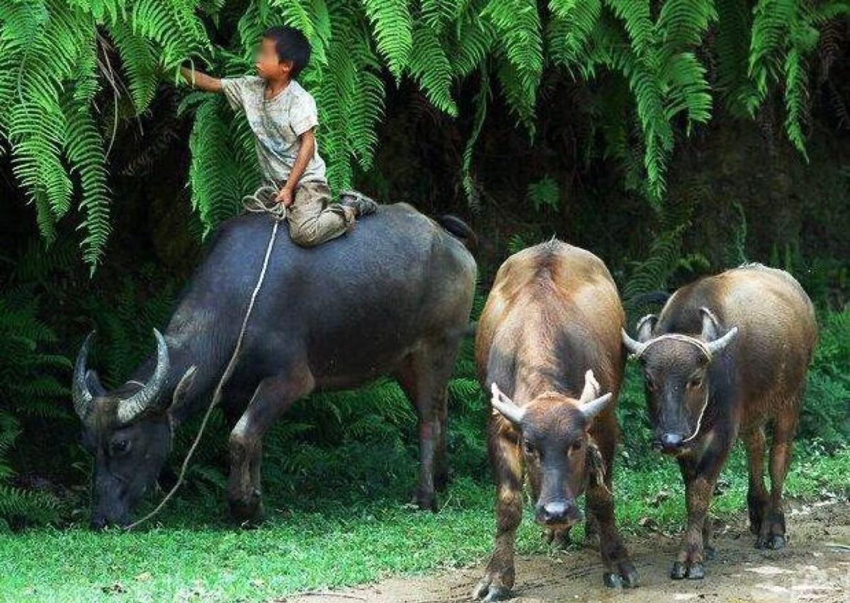 1989年放牛娃在坟山捡到大量现金,意外牵出血案,29年后凶手归案