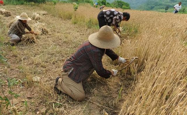 那年收麦时父亲去世,我本以为麦子会烂在地里,到地头我哭了