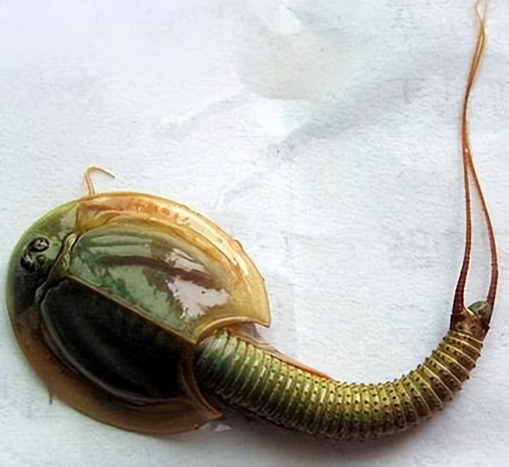 回顾寿命仅有3个月,却存活3亿年,曾被抓来喂鸭子现在被当宠物养?