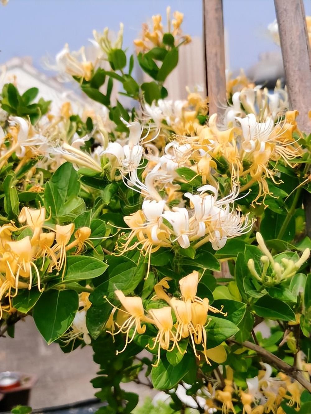 回顾开花形似"金银花",全株都有剧毒,方圆10米内植物都不能吃