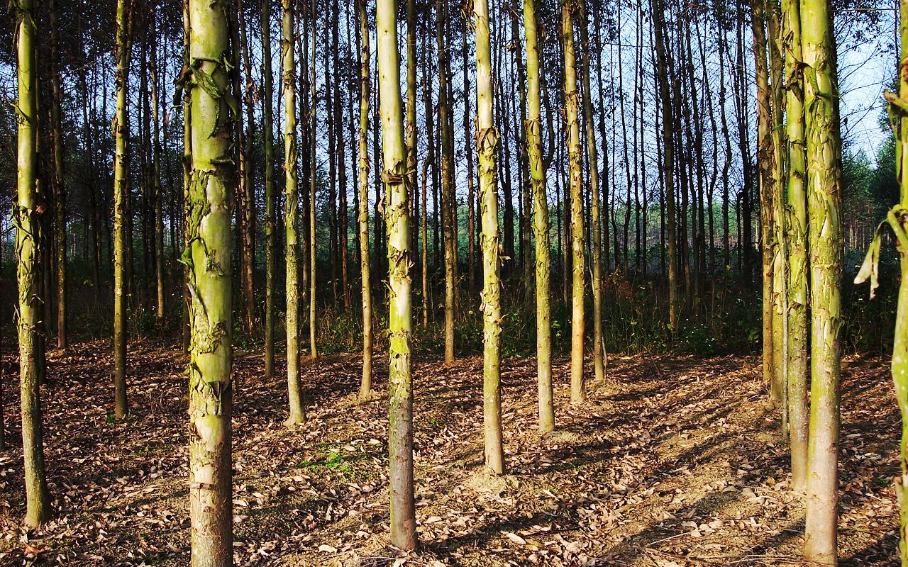 回顾:号称"断子绝孙树",桉树真的有毒吗?为什么广西现在还在种?