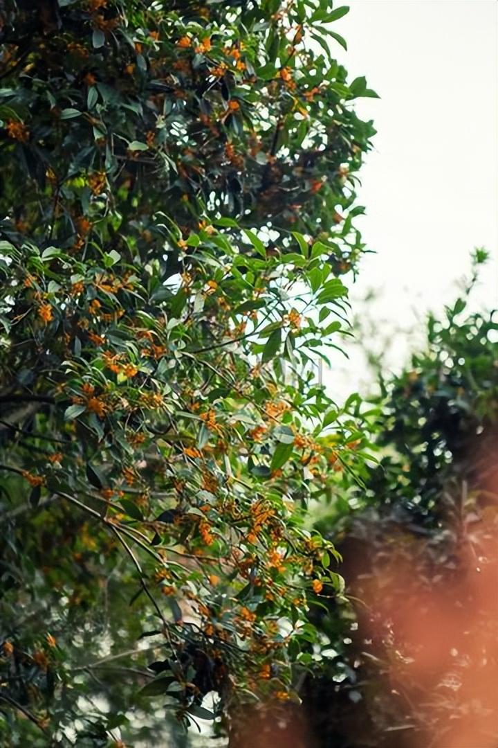 回顾农村院里种桂花不好?农村曾红极一时的桂花,现在只能当柴烧?