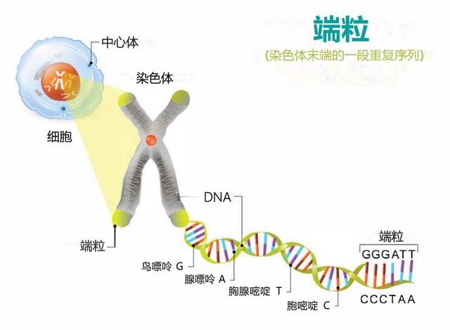 生物基因遗传图解图片