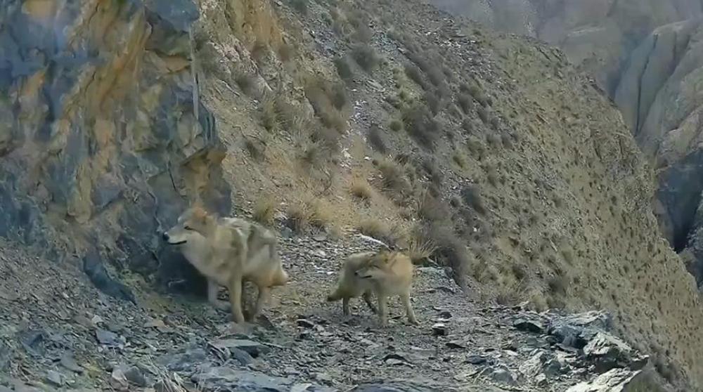 甘肃捕捉到狼群捕食场景