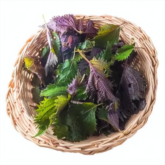 回顾种子扔地里就能活,曾被农民当猪饲料,现广泛种植还卖20元一斤