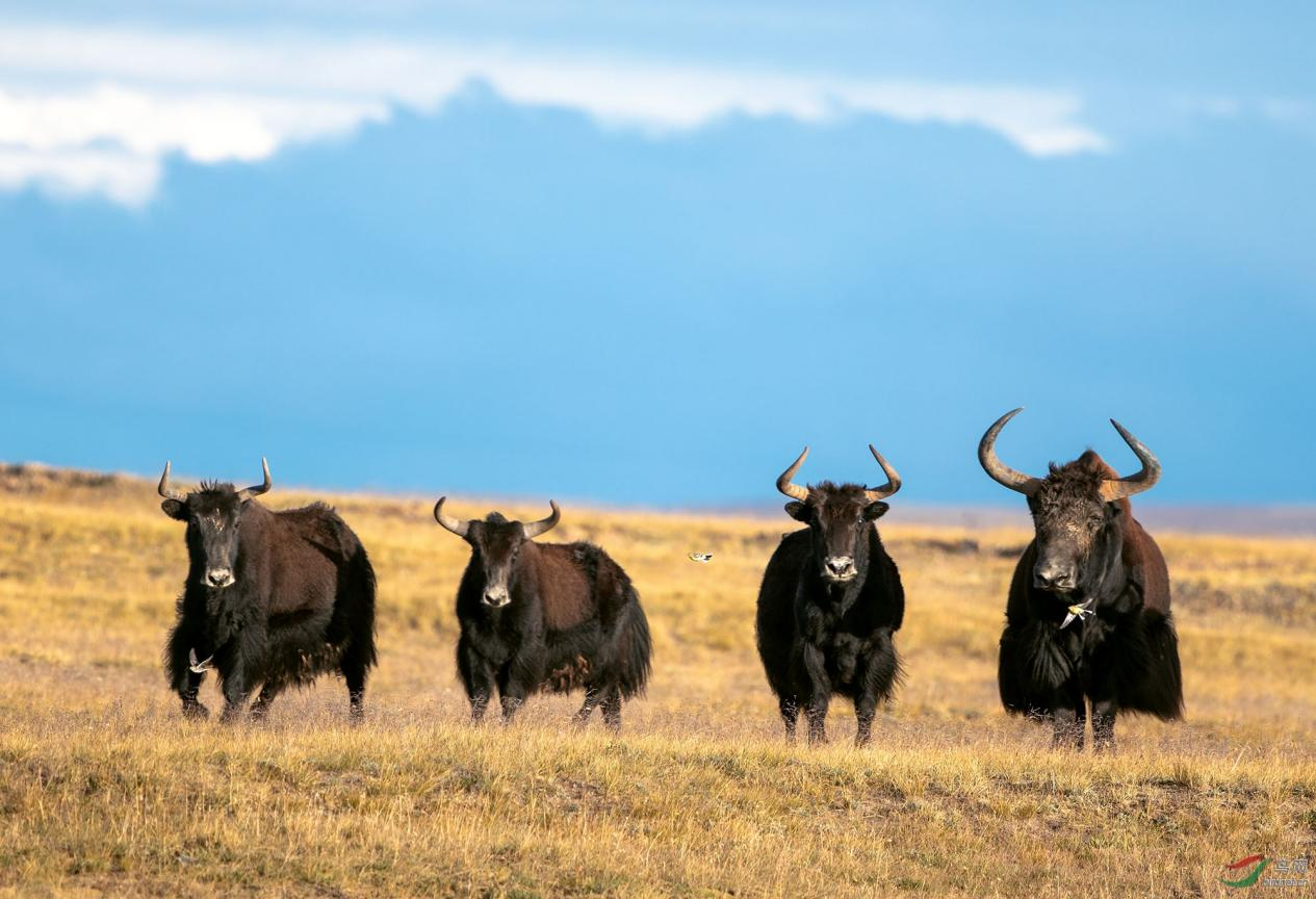 回顾西藏的一级国宝,体重1800斤的野牦牛,为何去牧民家"抢老婆"