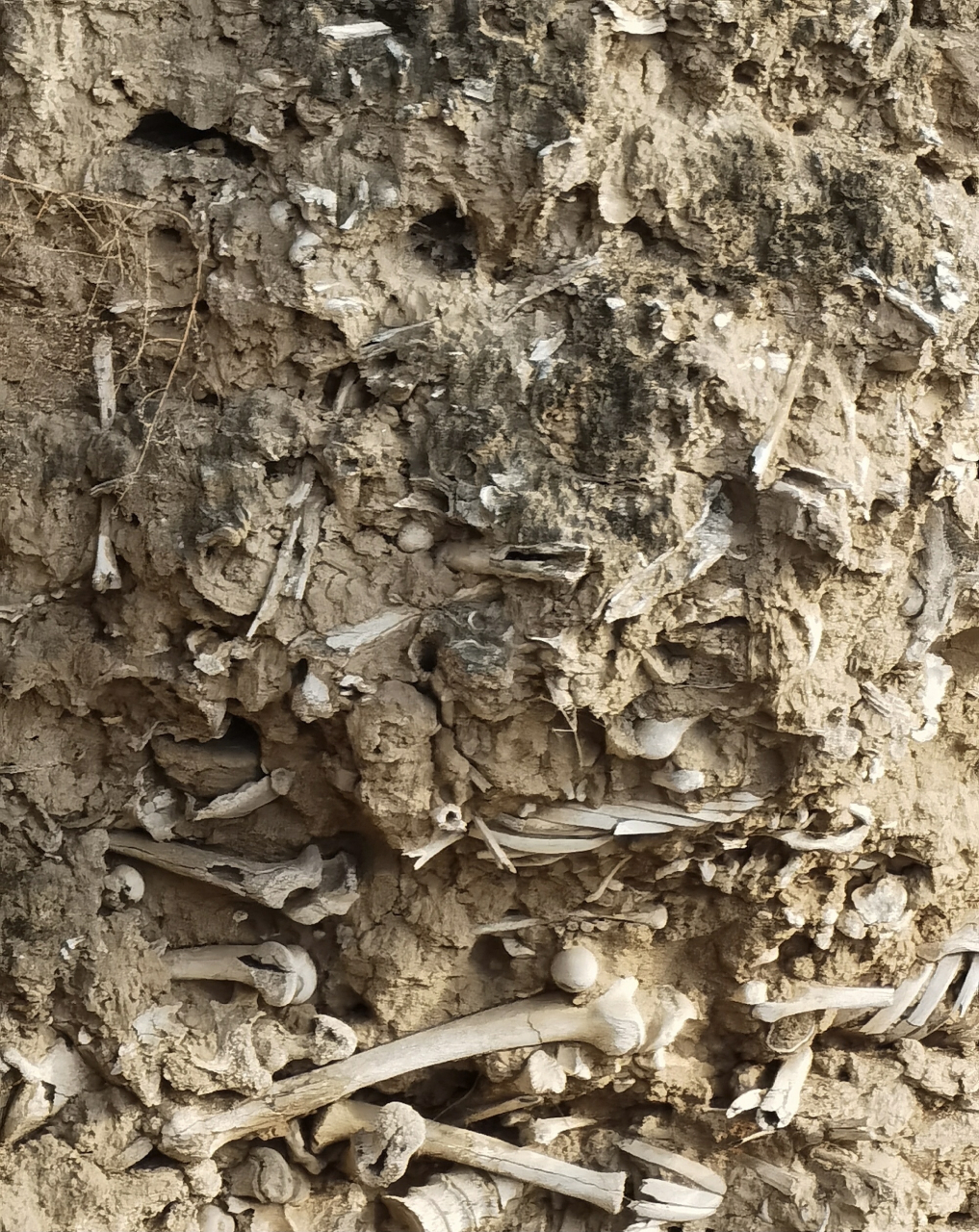 山西稷山县有处1400多年前的"万人坑",位于玉璧城遗址黄土断崖上,层