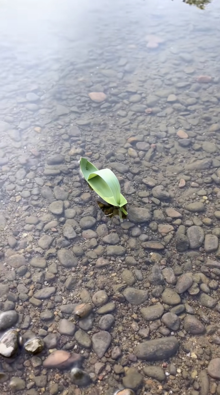 这芦苇小船可真精致.我们小时候都是用夹竹桃叶折的,是这个的简陋版.