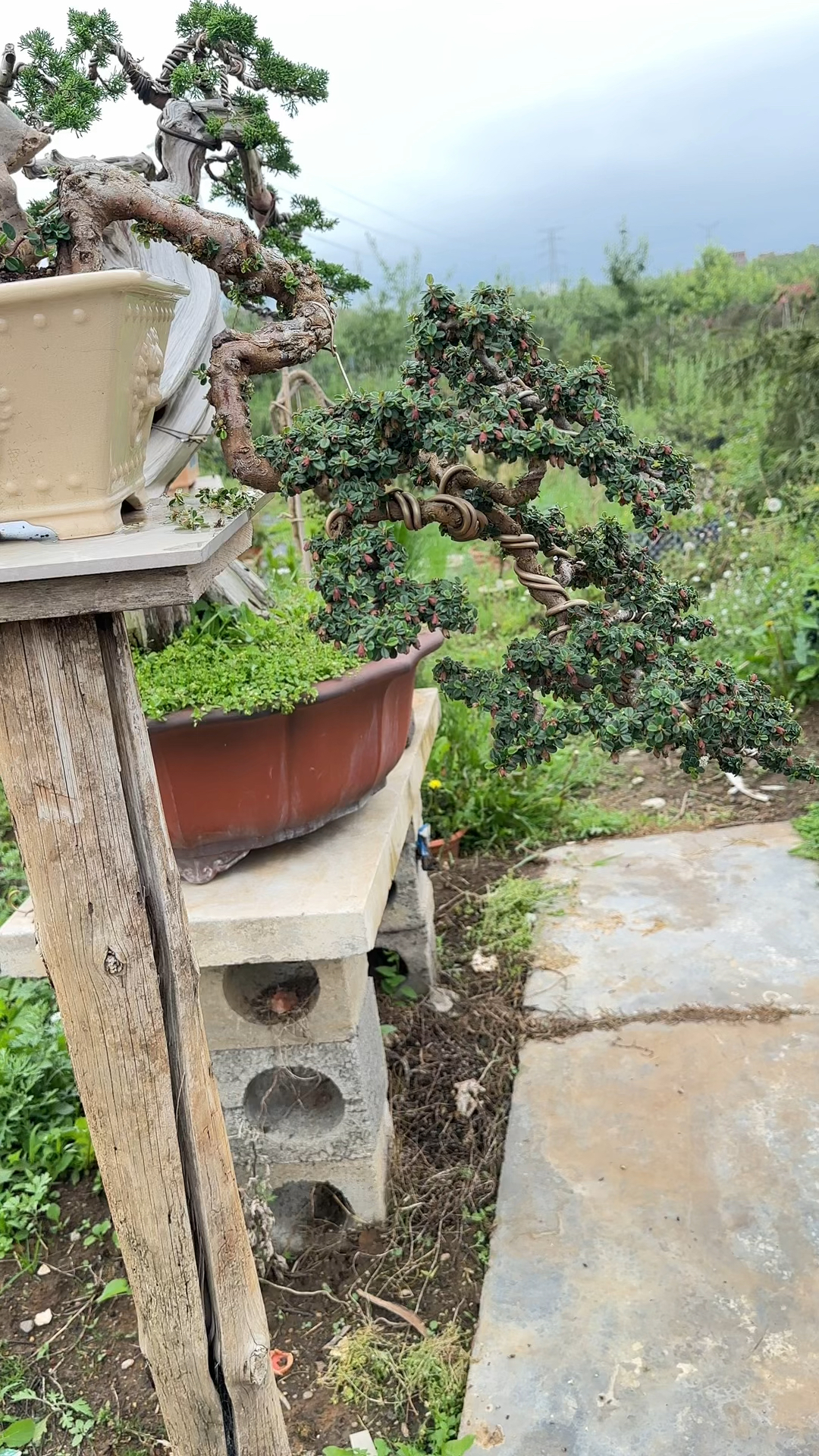 白花荀子悬崖老桩一棵棵