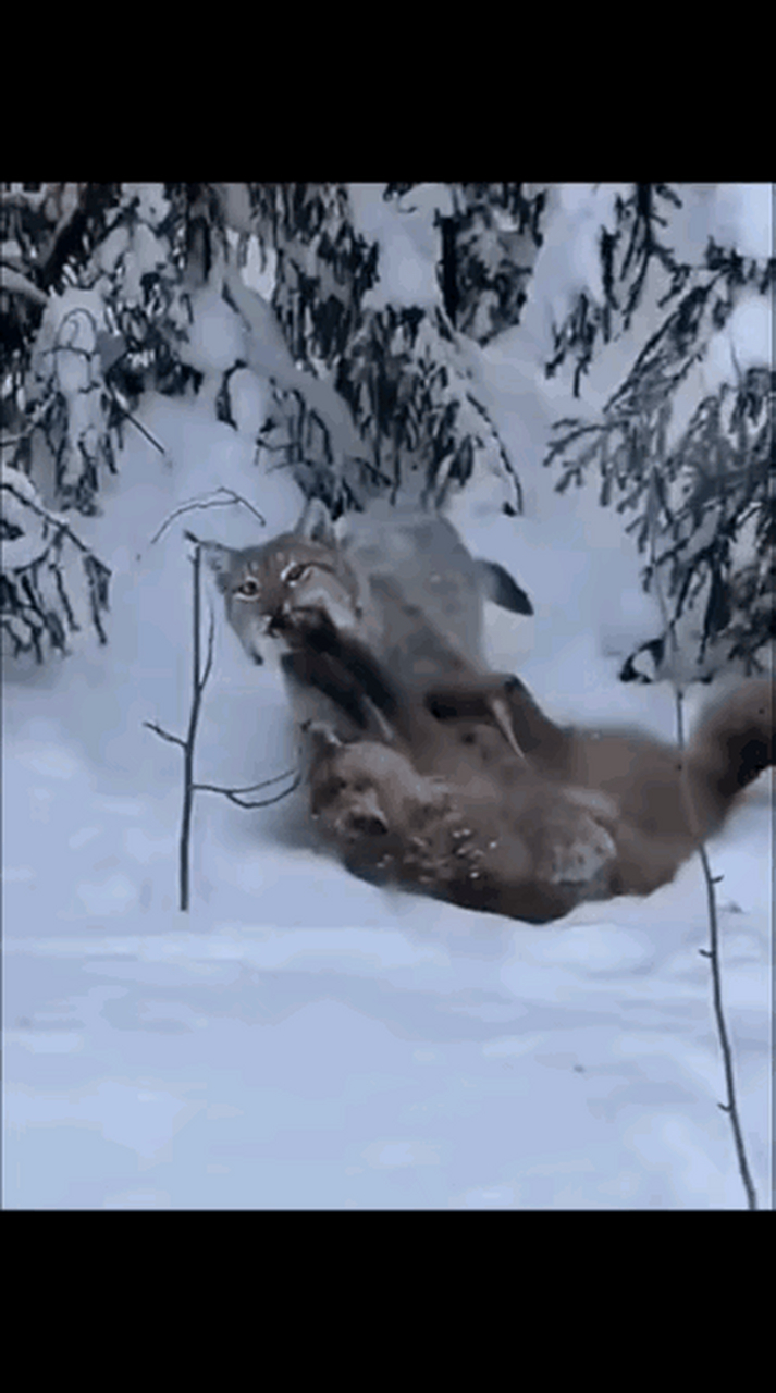 猞猁咬住了一只狐狸,这狐狸也咬着猞猁不松口,它俩最终谁吃谁?