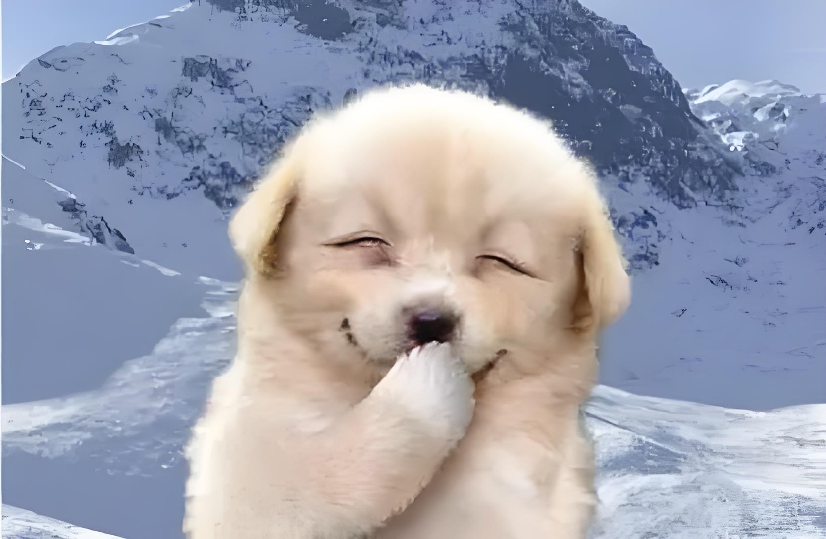 瞧它捂嘴偷笑的样子,好有人性化.肯定又是在那方面憋着使坏