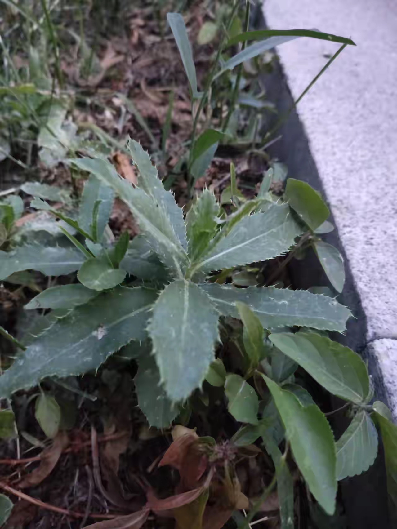 又在路边看到这种菜了,叶子周围长满小刺,都不敢触碰它