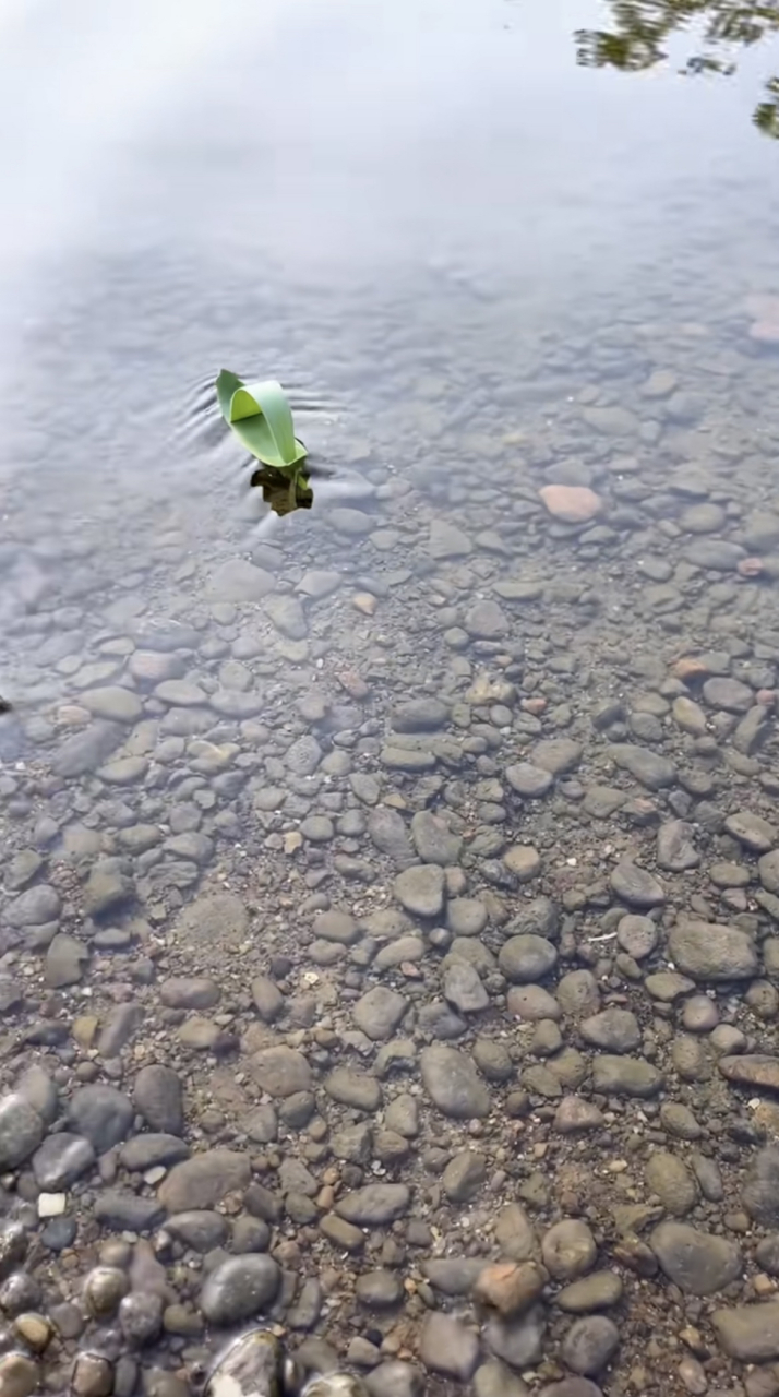 这芦苇小船可真精致.我们小时候都是用夹竹桃叶折的,是这个的简陋版.