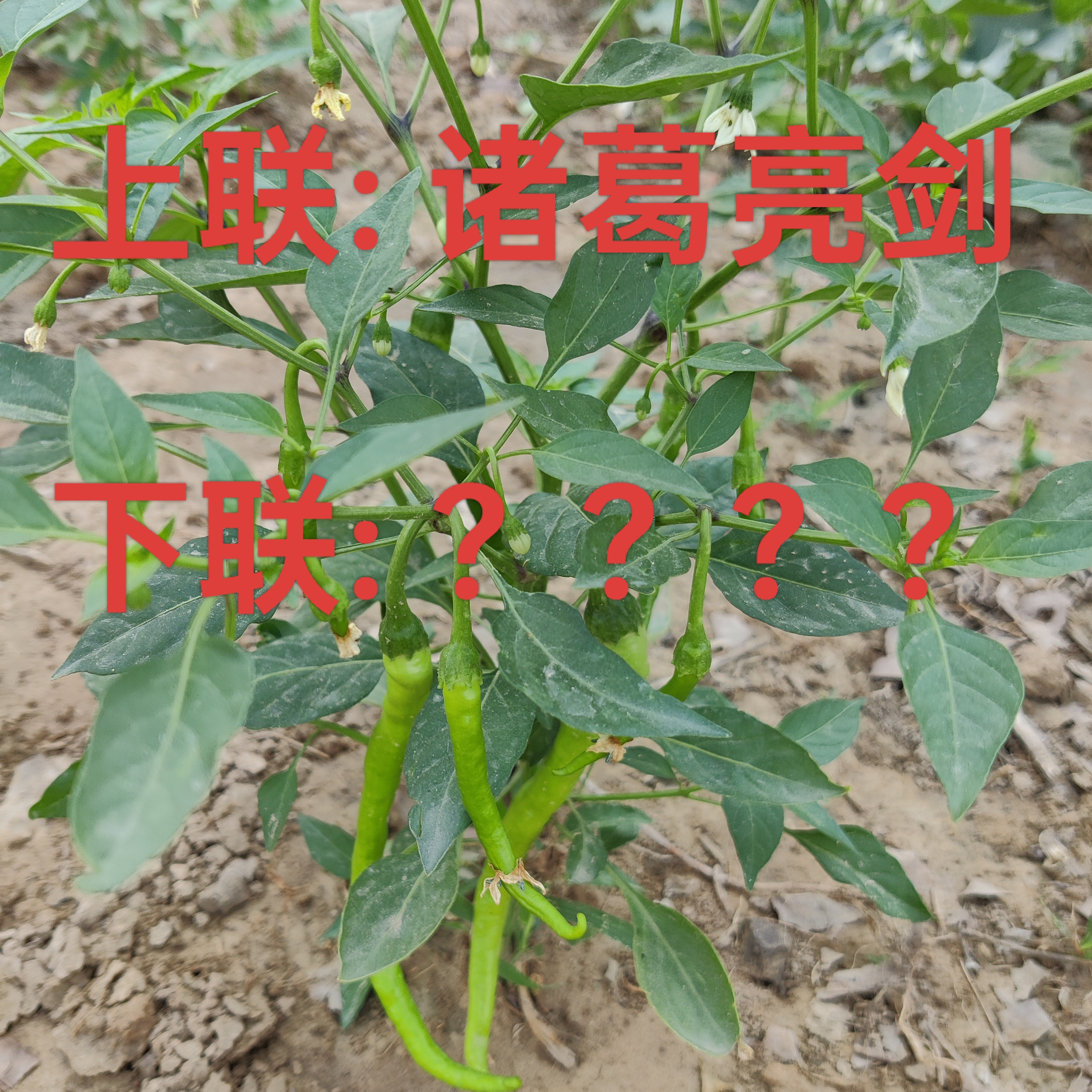 小学生写日记,不小心曝家人隐私.我没忍住笑趴下了!